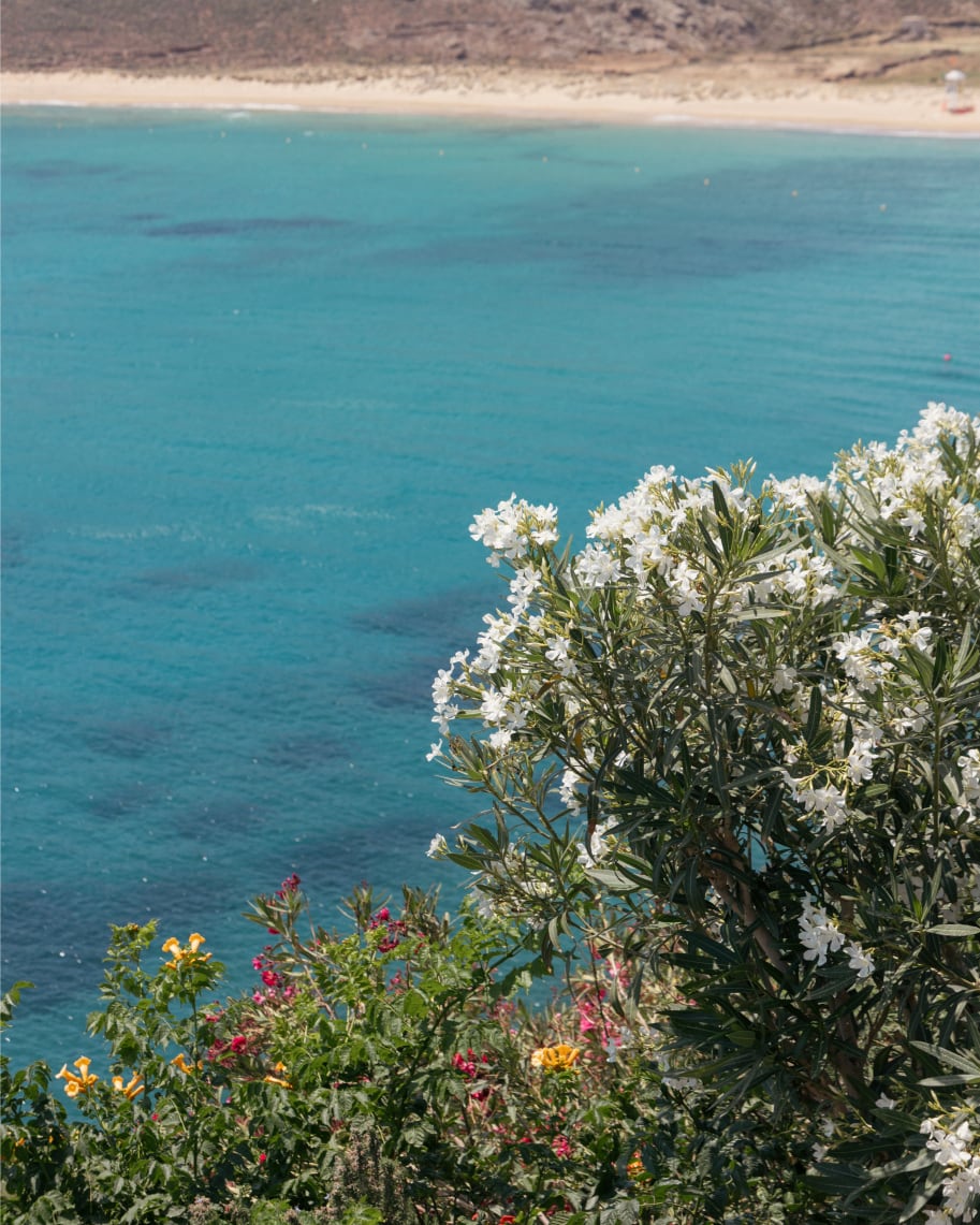 sea view with a large plant in the view