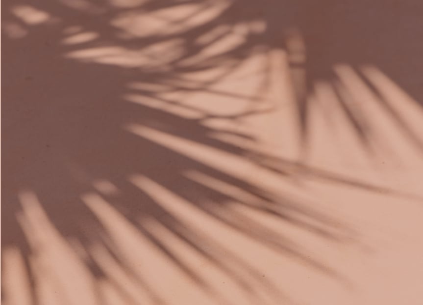 shadow of a leafy plant